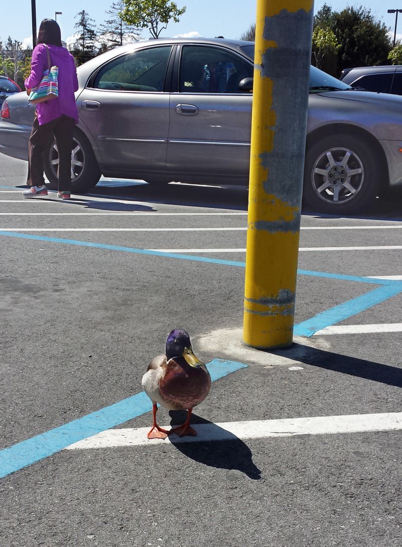 800x1089 20180419_104658.jpg